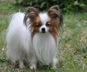 毛茸茸的白色和棕色蝴蝶犬站在草地上。 — 可愛小狗 壁紙