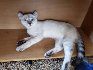 一隻藍眼睛的白色小貓躺在木架上。 — 北極狐 GIF 壁紙