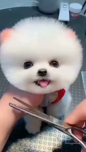 毛茸茸的白色幼犬，粉紅色耳朵，在美容時伸出舌頭。 — 可愛小狗 壁紙