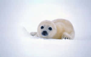 一隻躺在雪中的小白海豹寶寶，有著大大的黑眼睛。 — 1280x800 壁紙