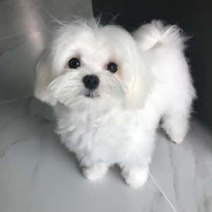 毛茸茸的白色幼犬，有大大的深色眼睛，站在大理石地板上 — 可愛小狗 壁紙