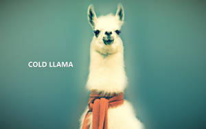 一隻戴著鏽色圍巾的白色羊駝，看著鏡頭，上面寫著cold llama。 — 動物 壁紙
