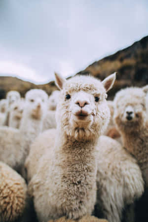 一隻好奇的白色羊駝嘴裡叼著樹枝，站在山區牧場的羊群中。 — 可愛動物動圖 壁紙