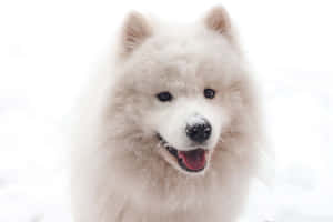 一隻快樂的白色薩摩耶犬，戶外冬日裡被雪花覆蓋。 — 白雪公主 壁紙