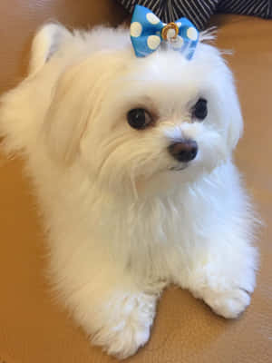 毛茸茸的白色幼犬戴著藍色蝴蝶結在棕褐色皮革沙發上 — 可愛小狗 壁紙