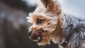 毛茸茸的約克夏㹴吐舌頭在戶外看起來很開心。 — 約克夏梗犬 壁紙