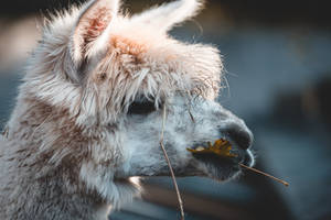 一隻毛茸茸的羊駝口中含著一片樹葉和一根樹枝。 — 野生動物 壁紙