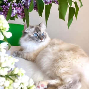 毛茸茸的藍眼貓咪在盛開的丁香花下休息。 — 搞笑貓咪 壁紙