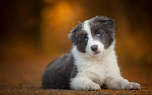 一隻年輕的邊境牧羊犬幼犬，擁有引人注目的藍色眼睛和灰白色毛髮，在秋葉上休息。 — 可愛狗狗 GIF 壁紙