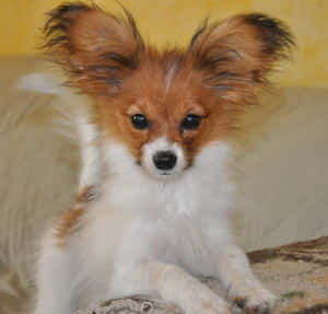 一隻毛茸茸的小蝴蝶犬幼犬，有大耳朵，坐在室內地毯上。 — 可愛小狗 壁紙