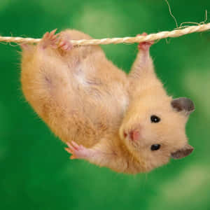 一隻小倉鼠掛在繩子上，背景是綠色。 — iPad 第10代 壁紙