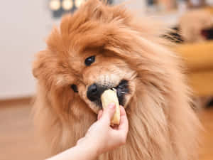 毛茸茸的金色鬆獅犬在室內從人類手中吃香蕉 — 可愛小狗 壁紙