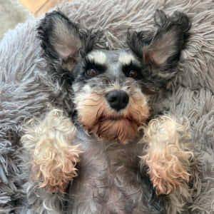 一隻可愛的毛茸茸雪納瑞幼犬仰臥在灰色毯子上，爪子向上。 — 德國狼犬 壁紙