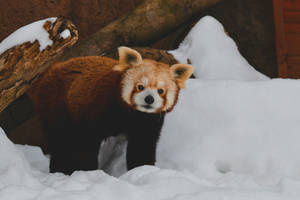 雪地棲息地中的小熊貓與圓木 — 可愛熊貓 壁紙