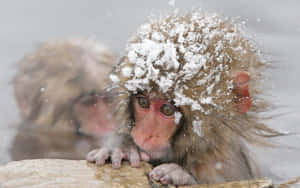 一隻頭上有雪的猴子在冬天倚靠在溫泉邊緣。 — 馴鹿 壁紙