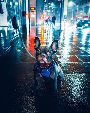 法國鬥牛犬穿著胸背帶，在夜晚潮濕的城市街道上，燈光閃爍。 — 鬥牛犬 壁紙