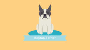 一隻波士頓㹴狗坐在藍色墊子上，帶有藍色橫幅，上面寫著 Boston Terrier。 — 可愛 壁紙