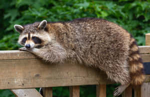 一隻浣熊在綠色森林環境中的木柵欄上休息。 — 可愛動物動圖 壁紙