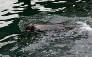 一隻海獅在深綠色海水中游泳，帶有白色水花。 — 可愛動物動圖 壁紙