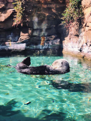 海獺在清澈的碧綠海水中仰面漂浮，靠近岩石懸崖。 — 水獺 壁紙