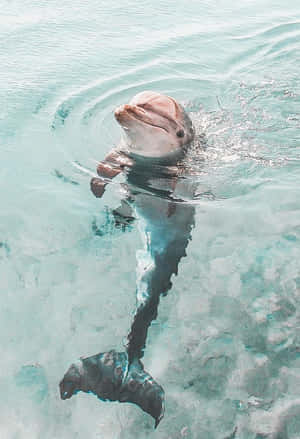 海豚在清澈的藍色海水中游泳，可見尾巴和漣漪。 — 海豚 GIF 壁紙