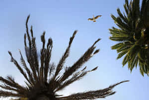 海鷗在棕櫚樹上方飛翔，襯著晴朗的藍天。 — 棕櫚樹日落 壁紙