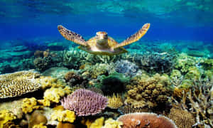 海龜在清澈湛藍的海水中游過色彩繽紛的珊瑚礁。 — 烏龜 壁紙