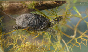 一隻海龜在清澈的水中在水生植物間游動。 — 野生動物 壁紙