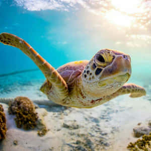 海龜在清澈的藍色海水中靠近珊瑚礁游泳 — 烏龜 壁紙