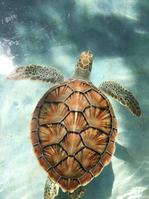 海龜在陽光透過水面照射的水下游泳。 — 海洋 壁紙