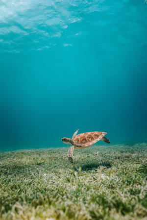 海龜在清澈的藍色海洋中游過海草。 — 烏龜 壁紙