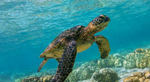 海龜在清澈藍色海水中於珊瑚礁上方游泳 — 野生動物 壁紙