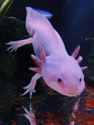 一隻粉紅色的墨西哥鈍口螈在水族箱中游動，水族箱內有紅藻和綠色植物。 — 墨西哥鈍口螈 GIF 壁紙