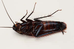 一隻死去的蟑螂仰臥在白色背景上。 — MacBook Pro 14 壁紙