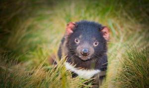 一隻深色毛髮、白色胸部的袋獾在高草叢中。 — Tasmanian Devil 壁紙