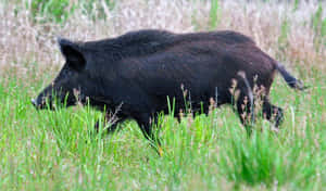 一隻黑色野豬在自然田野中穿過高高的綠草行走。 — 野生動物 壁紙
