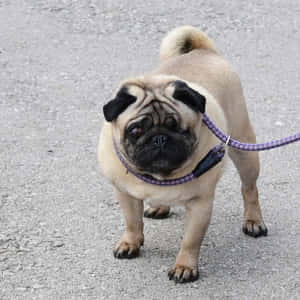 一隻巴哥犬用紫色狗帶站在碎石上。 — 可愛小狗 壁紙