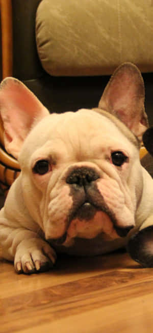 一隻法國鬥牛犬幼犬躺在室內木地板上。 — iPhone 15 Pro Max 壁紙