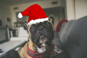 法國鬥牛犬戴著紅色聖誕帽和胸背帶在室內 — 可愛 壁紙
