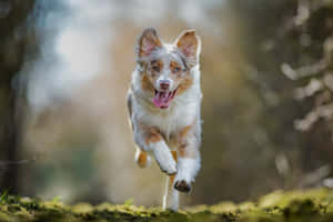 一隻快樂的澳洲牧羊犬在長滿苔蘚的森林中跳躍。 — 可愛小狗 壁紙