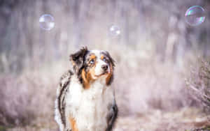 澳洲牧羊犬在森林中抬頭看著漂浮的肥皂泡。 — 春天 壁紙