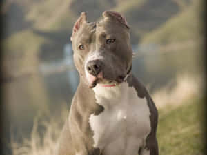 一隻灰白色的鬥牛犬坐在草地上，背景有山丘。 — 比特犬 壁紙