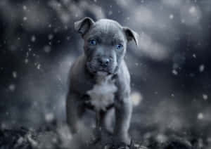 雪中的灰色藍眼小狗 — 比特犬 壁紙