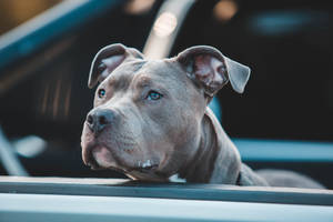 灰色比特犬藍眼睛在日落時從車窗向外看 — 比特犬 壁紙