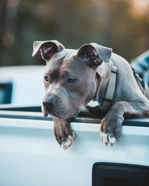 灰色比特犬，白色爪子，頭擱在白色貨車車斗上 — 比特犬 壁紙