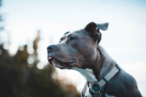 一隻穿著胸背帶的灰色比特犬在戶外望向遠方。 — 比特犬 壁紙