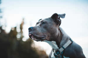 灰色比特犬穿著胸背帶在戶外向上看 — 比特犬 壁紙