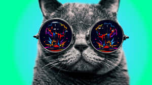 灰色貓咪戴著眼鏡，在青綠色背景上有爆炸反射。 — 超自然 壁紙