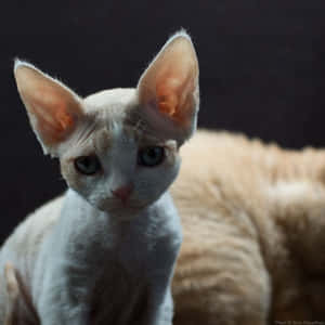 一隻無毛的斯芬克斯貓，有大耳朵和綠色眼睛，正看著鏡頭。 — 柴郡貓 壁紙