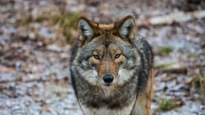 一隻琥珀色眼睛的狼在雪地森林中專注地凝視。 — 野生動物 壁紙